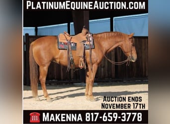 American Quarter Horse, Gelding, 12 years, 15,3 hh, Sorrel, in Lipan TX,