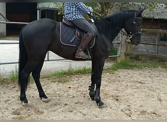 Spanisches Sportpferd, Wallach, 5 Jahre, 163 cm, Rappe, in Lugo,