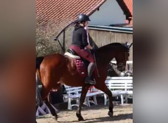 Suche eine Reitbeteiligung 