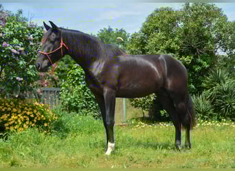 PRE Mix, Stallion, 3 years, 16 hh, Black, in Monells,