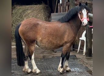 Welsh-A, Stute, 5 Jahre, 125 cm, Brauner, in Norderstedt,