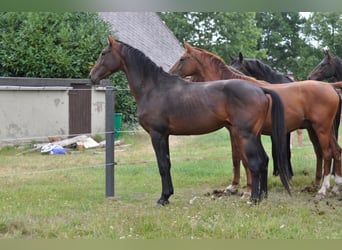 Hengst 3 Jahre