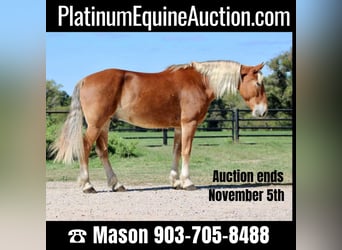 American Quarter Horse, Wallach, 7 Jahre, 163 cm, Rotfuchs, in Canton TX,