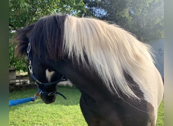 Islandpferd, Wallach, 11 Jahre, 145 cm, Schecke, in Osterfingen