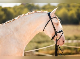 PRE, Semental, 5 años, 160 cm, Cremello, in Vilanova y la Geltrú,