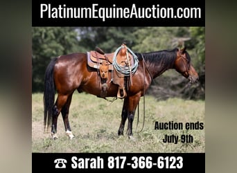 Quarter horse américain, Hongre, 12 Ans, 150 cm, Bai cerise, in Weatherford TX,