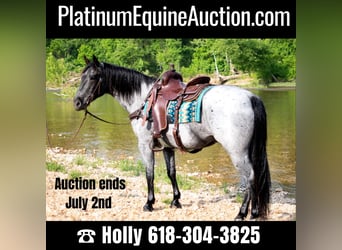 Quarter horse américain, Hongre, 7 Ans, 157 cm, Rouan Bleu, in Hillsboro KY,
