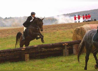 Gelände- und Jagdreiterin sucht Reitbeteiligung 
