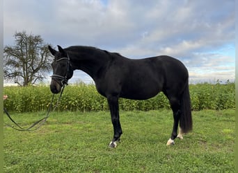 Stute 6 Jahre Stute 6 Jahre