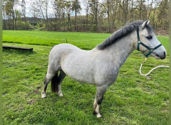 Welsh A (Mountain Pony), Gelding, 5 years, 11.1 hh, Gray-Dapple, in Amelinghausen,