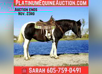 Gypsy Horse, Gelding, 15 years, 14 hh, Tobiano-all-colors, in brandon sd