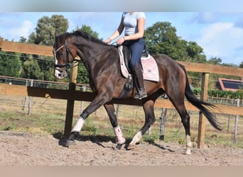 Andere Rassen, Merrie, 9 Jaar, 162 cm, Donkerbruin, in Achtmaal