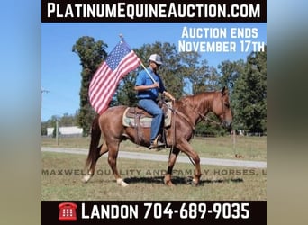 American Quarter Horse, Wallach, 8 Jahre, 152 cm, Roan-Red, in Cherryville NC,