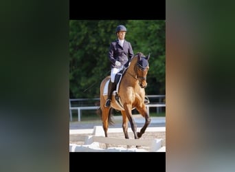 ***Aktuell***SUCHE RB mit Unterricht auf DRESSURPFERD