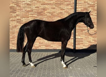 KWPN, Castrone, 4 Anni, 170 cm, Morello, in Kecskemet