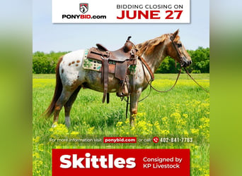 Plus de poneys/petits chevaux, Hongre, 13 Ans, in Valley Springs, SD,