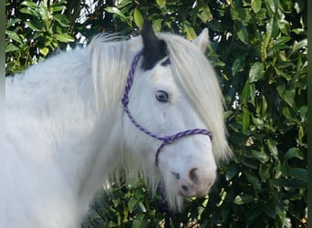 Gypsy Horse, Gelding, 7 years, 13.1 hh, Pinto, in Lathen,