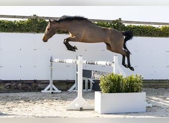 KWPN, Caballo castrado, 4 años, 160 cm, Castaño, in Waddinxveen,