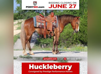 Plus de poneys/petits chevaux, Hongre, 5 Ans, Bai cerise, in Stephenville, TX,
