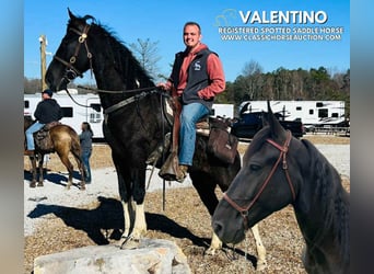 Spotted Saddle Horse, Gelding, 4 years, 15 hh, Tobiano-all-colors, in Rockholds, KY