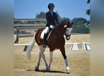 Holstein, Gelding, 8 years, 16.2 hh, Tobiano-all-colors, in St. Gallen