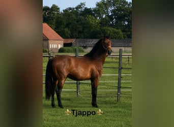 Tjappo