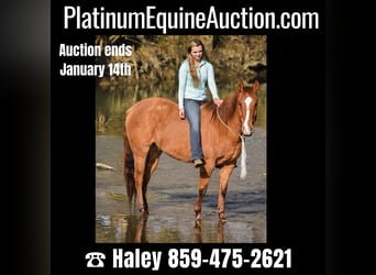 American Quarter Horse, Gelding, 7 years, 15.1 hh, Dun, in Ewing KY,