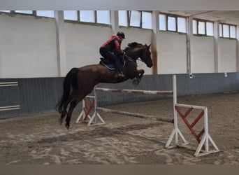 Duits rijpaard, Ruin, 9 Jaar, 175 cm, Bruin, in Buchhain