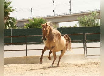 Cruzado, Caballo castrado, 5 años, 164 cm, Alazán, in Alicante