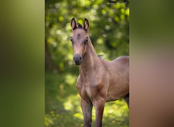 Oldenburg, Stallion, 1 year, in Fahrenkrug,