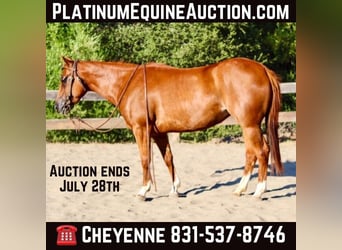 American Quarter Horse, Ruin, 5 Jaar, 147 cm, Roodvos, in Bitterwater CA