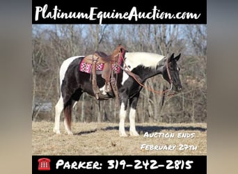 Tennessee Walking Horse, Wallach, 13 Jahre, 152 cm, Tobiano-alle-Farben, in Brodhead, KY,
