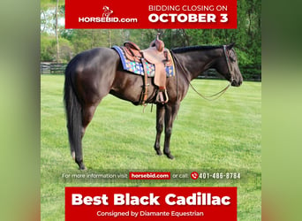 American Quarter Horse, Gelding, 5 years, 16.3 hh, Black, in Allentown, NJ,