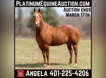 American Quarter Horse, Wallach, 13 Jahre, 157 cm, Dunkelfuchs, in Cranston RI,