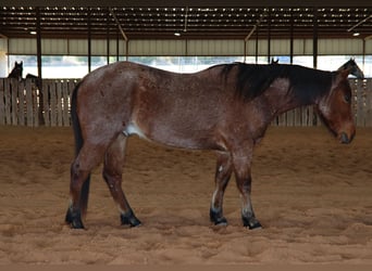 Quarter horse américain, Hongre, 4 Ans, 142 cm, Roan-Bay, in Holdenville