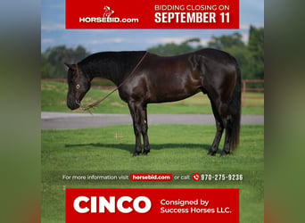 Quarter horse américain, Hongre, 5 Ans, 157 cm, Noir, in Montrose, CO,
