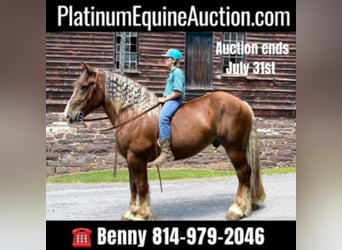 American Quarter Horse, Gelding, 7 years, Chestnut, in Everett PA,