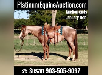 Quarter horse américain, Hongre, 7 Ans, 152 cm, Rouan Rouge, in MIlsap TX,