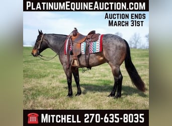 American Quarter Horse, Wallach, 5 Jahre, 147 cm, Roan-Bay, in Madisonville KY,