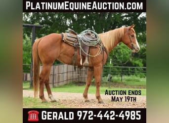 American Quarter Horse, Wallach, 4 Jahre, 150 cm, Rotfuchs, in Savoy TX,