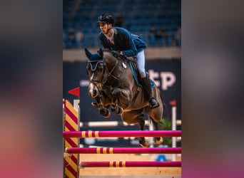 sangre caliente belga, Caballo castrado, 15 años, 165 cm, Castaño, in Secymin Polski