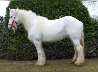 Gypsy Horse, Mare, 9 years, 14.2 hh, Gray, in Lathen,