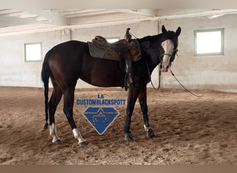 American Quarter Horse, Giumenta, 4 Anni, 160 cm, Baio scuro, in Bari