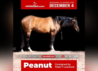 Paint Horse, Caballo castrado, 6 años, 150 cm, Bayo, in Aguila, AZ,