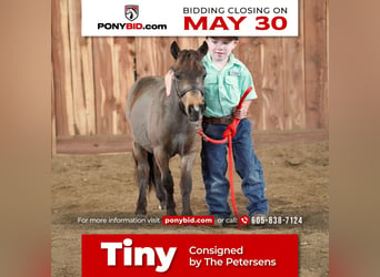 Plus de poneys/petits chevaux, Étalon, 2 Ans, 61 cm, Grullo, in Valley Springs, SD,