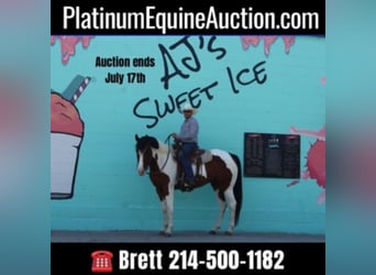 American Quarter Horse, Wałach, 9 lat, 157 cm, Tobiano wszelkich maści, in Grand Saline TX,