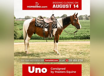 Paint Horse, Hongre, 5 Ans, 147 cm, Pinto, in Dalton, OH,