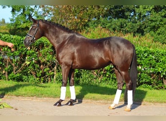 Hanovrien, Hongre, 4 Ans, 170 cm, Noir, in Selsingen,