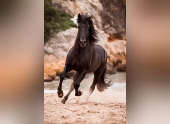 PRE, Stallion, Black, in El Catllar,