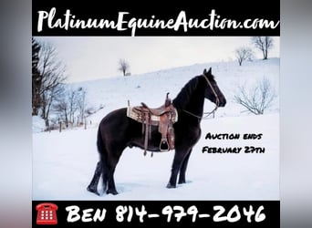 Friesian horses, Gelding, 10 years, Black, in Everett, PA,